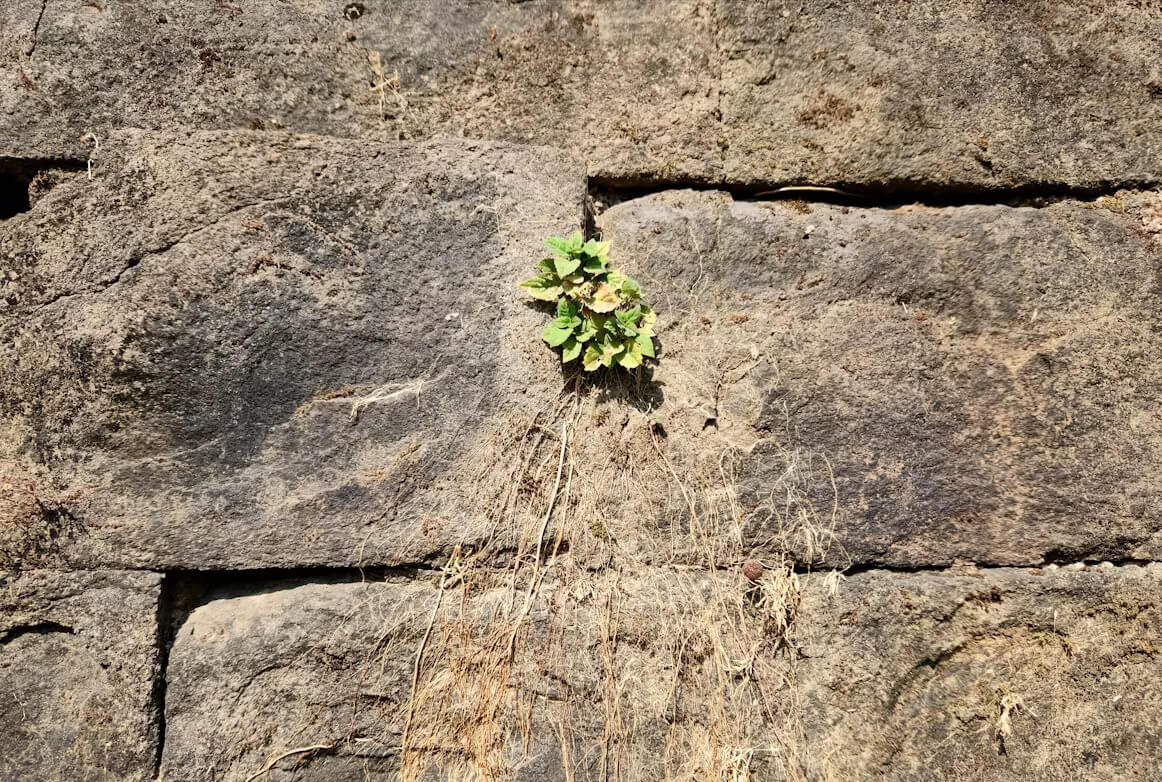 Plant emerging from a crack in a stone wall, symbolizing how small weaknesses can become opportunities.